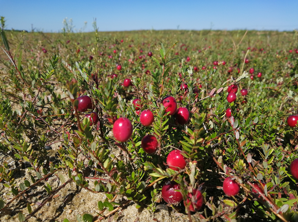 data-lemmaid="8713692">蔓越莓 /a>种植基地 /p>