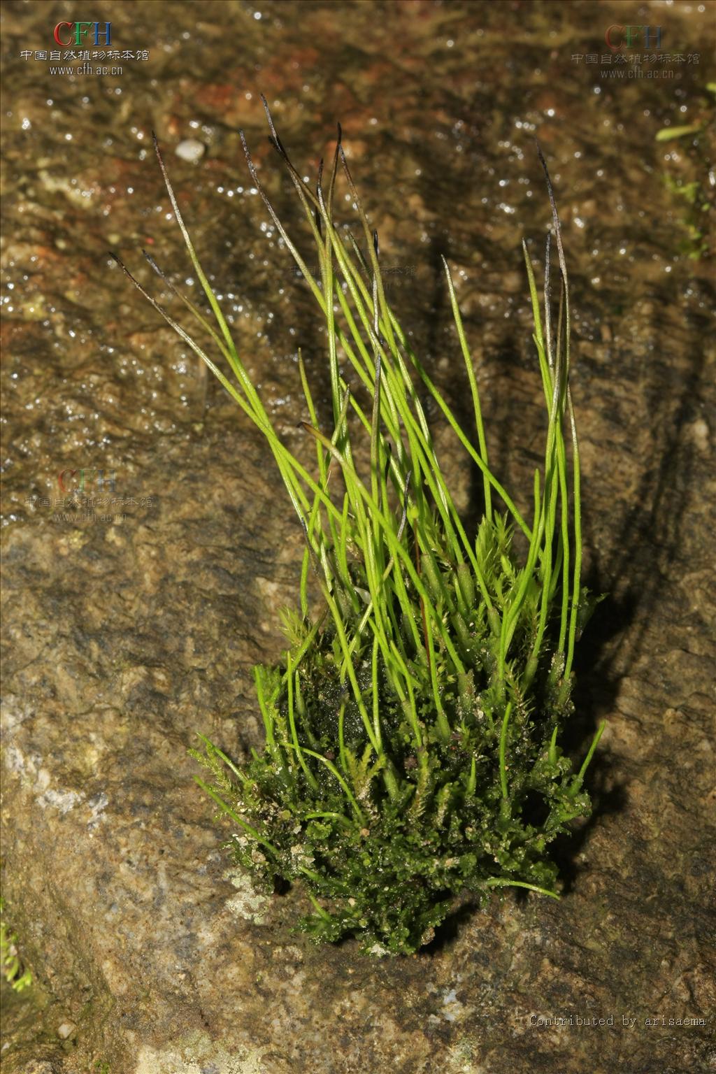 植物/722519" data-lemmaid="722519">苔藓植物 /a>的一目,属角苔纲