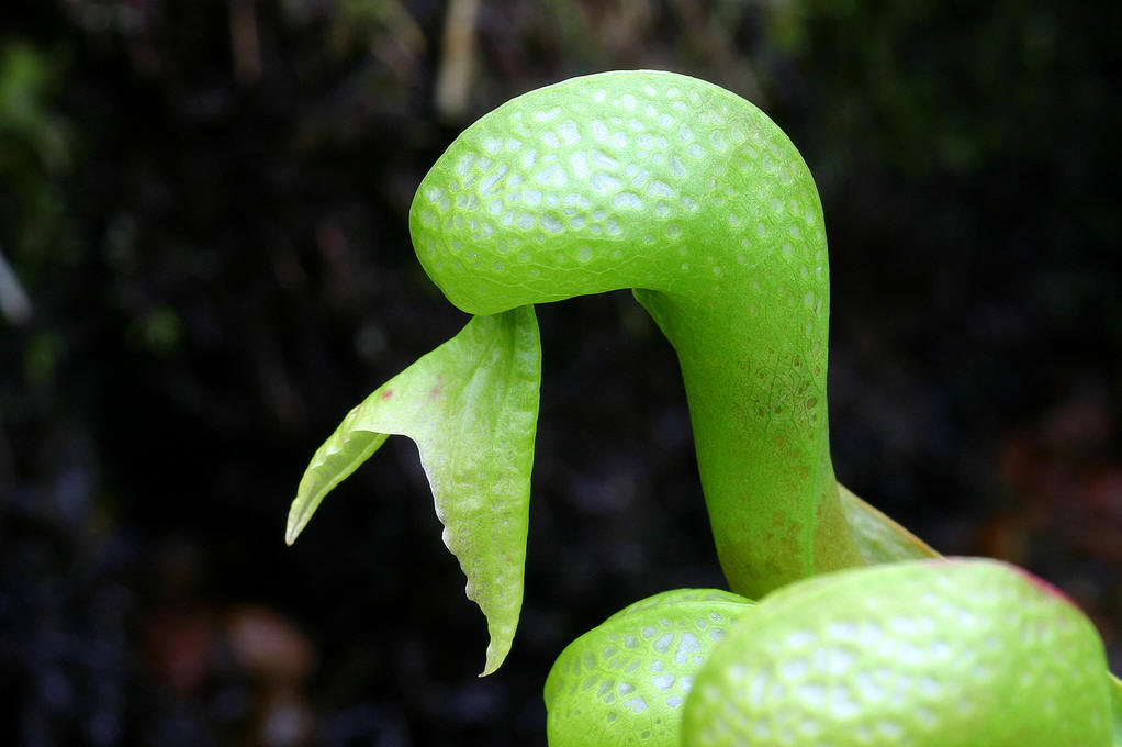 属 /a>动物的通称,是 a target="_blank" href="/item/眼镜蛇科/5594