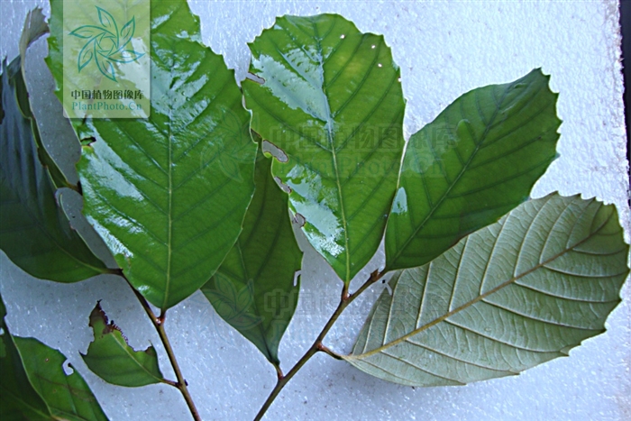 p>秀丽锥castanopsis jucunda hance,又名乌楣,浆衣楣,赛拜,东南栲