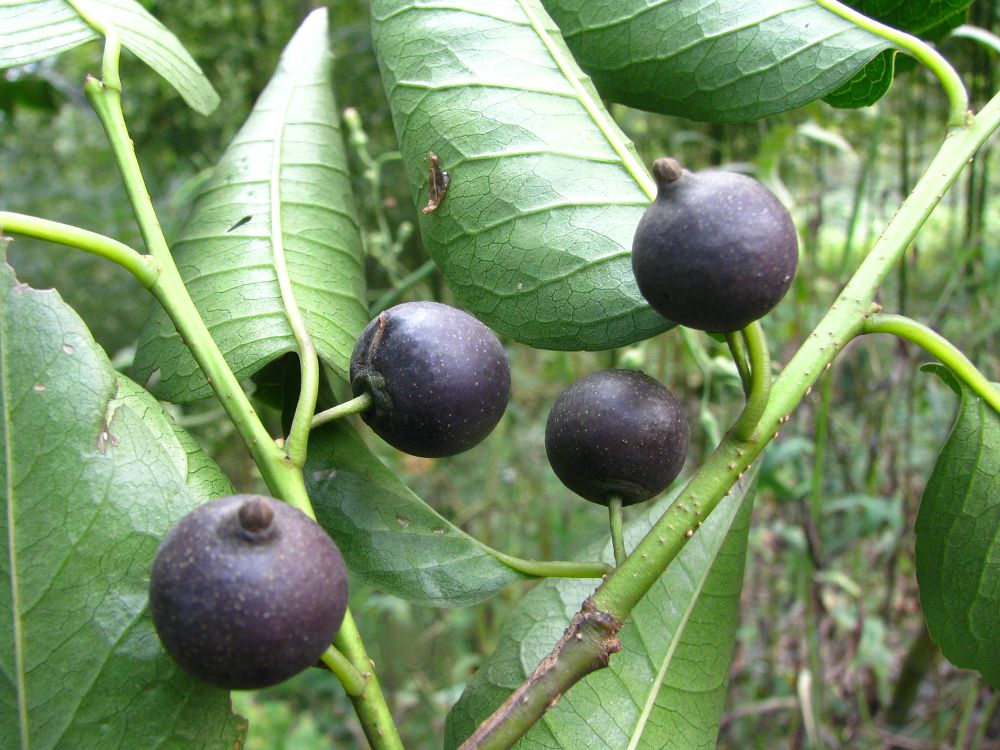  p>大果冬青为 a href="#" data-lemmaid="6723069">冬青科 /a>落叶