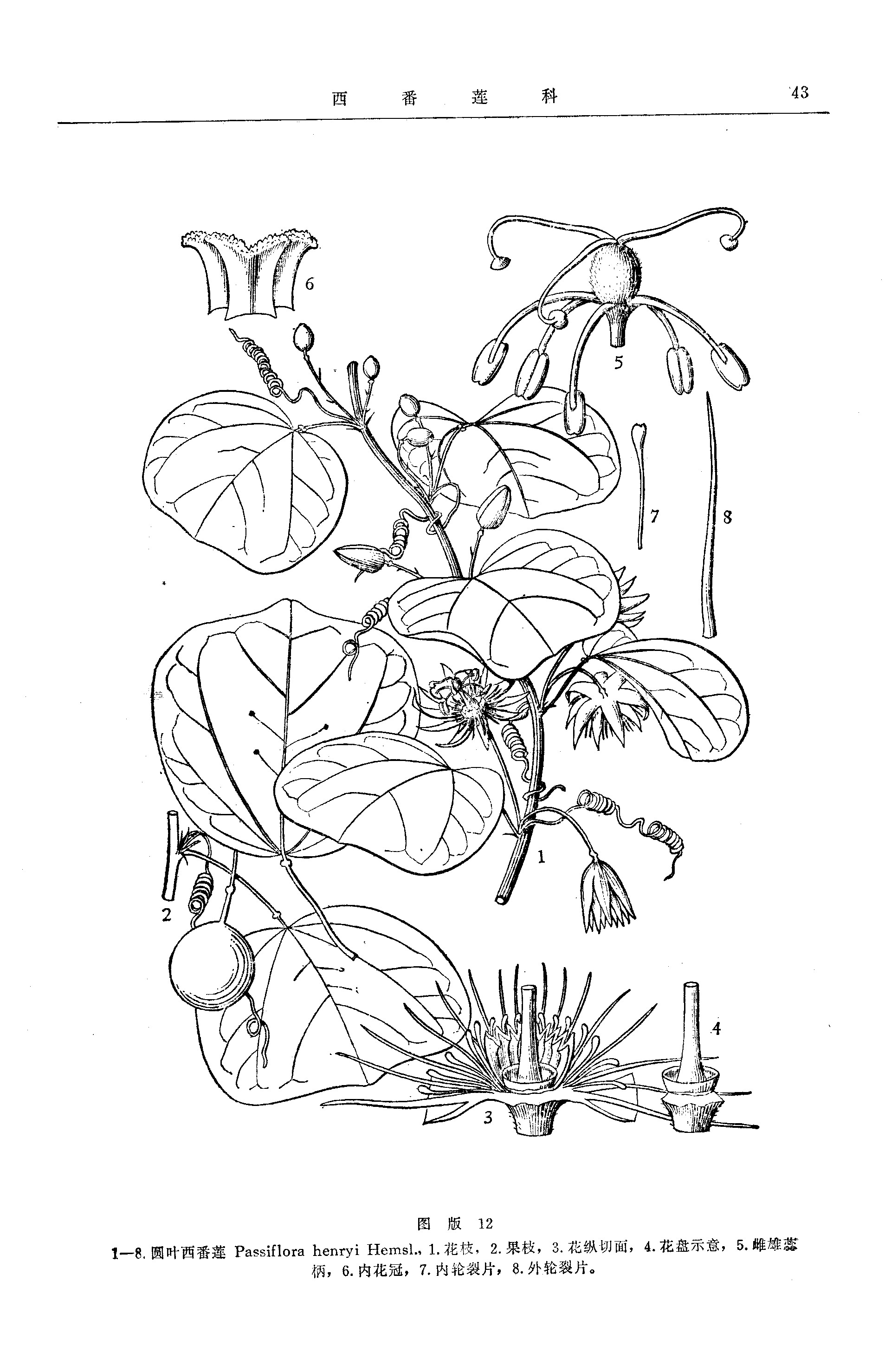  p> a target="_blank" href="/item/圆叶西番莲/1704331" data-lemma