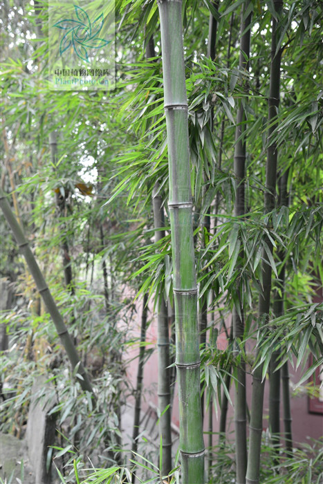  p>高节竹(学名: i>phyllostachys prominens  /i> w. y.