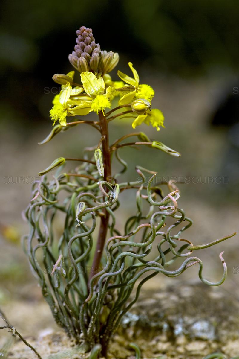  p>鳞芹属(学名: i>bulbine /i> wolf)又名须尾草属,是 a target="