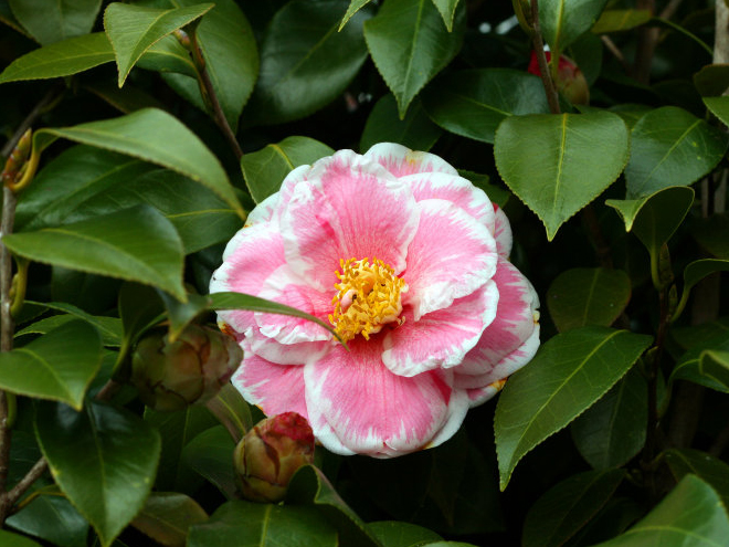  p>山茶(学名: i>camellia japonica /i>  l.
