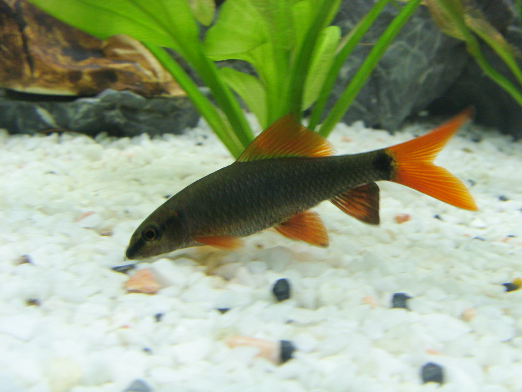  p>彩裙鱼又名灯火鱼,是 a href="#" data-lemmaid="1532985">黑裙鱼 