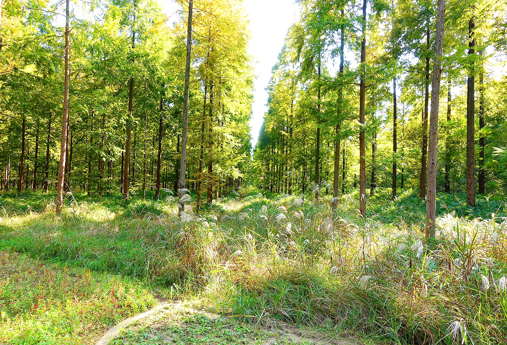  p>森林公园以大面积 a target="_blank" href="/item/人工林