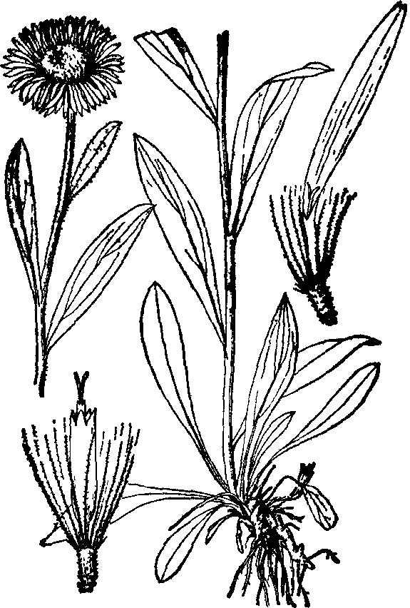  p>阿尔泰飞蓬(学名: i>erigeron altaicus /i> m. pop.