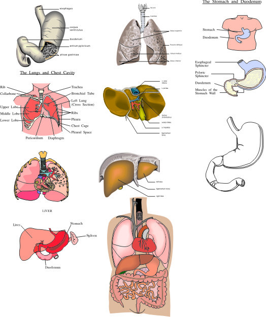 abdominal cavity