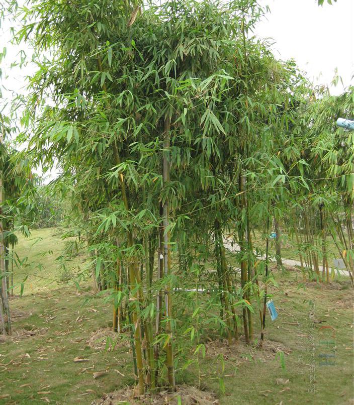bambusa cv. dolichoclada