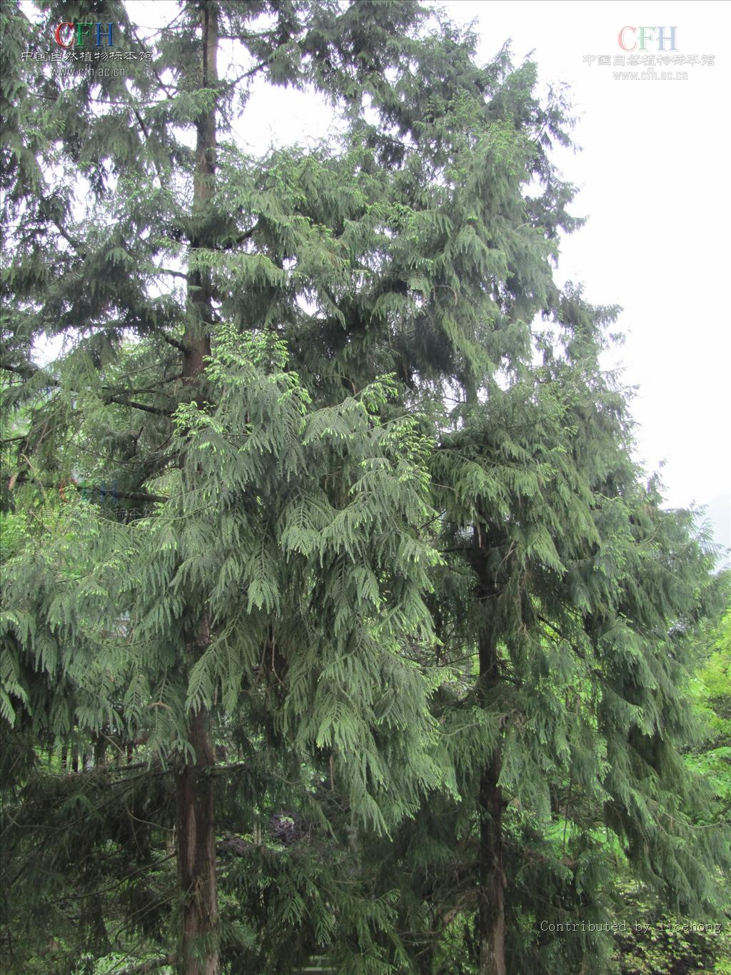  p>台湾杉(学名: i>taiwania cryptomerioides /i>)又称台湾杉,台湾爷