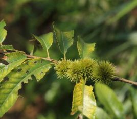 茅栗（山毛榉目壳斗科植物）_百度百科