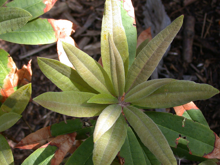 p>短脉杜鹃(学名: i>rhododendron brevinerve /i>  chun et fang): 