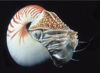  p>珍珠鹦鹉螺, i>nautilus pompilius /i> (linnaeus, 1758), a href