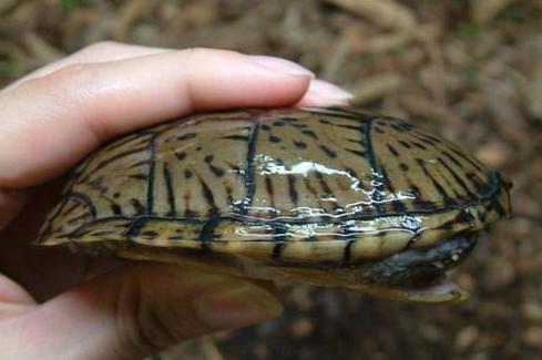 麝香龟