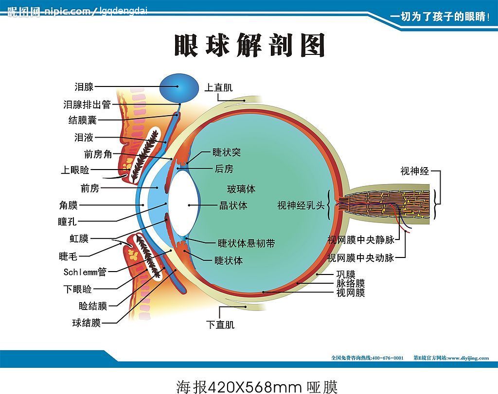 器官/4215691" data-lemmaid="4215691">感觉器官 /a>,眼睛拥有视觉