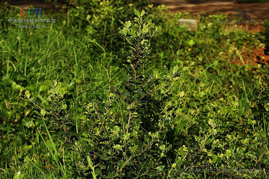  p>刺叶石楠(学名: i>photinia prionophylla /i> (franch.) c. k.