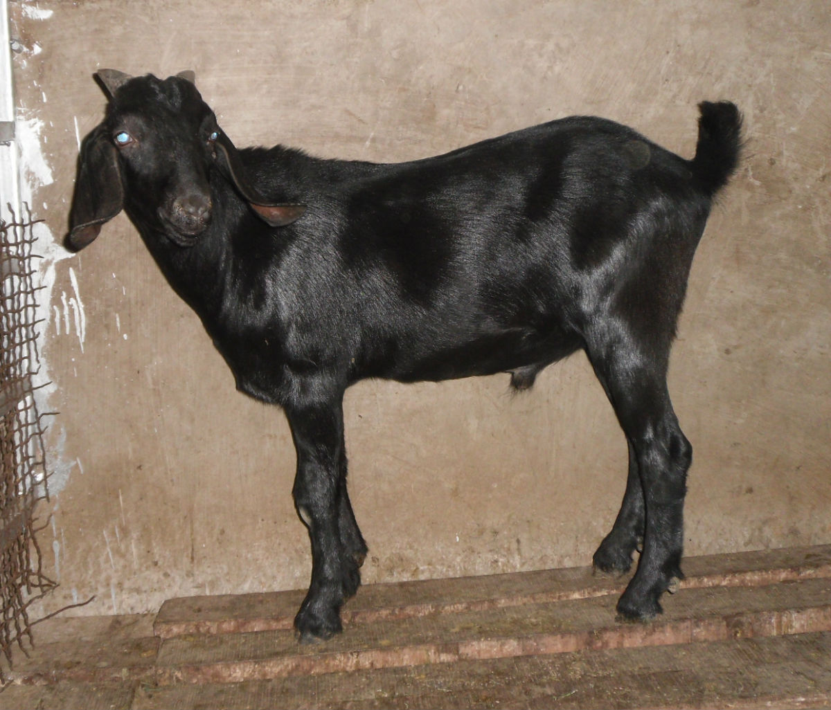  p>奶山羊,是乳用品种的 a href="#" data-lemmaid="620683">山羊 /a>