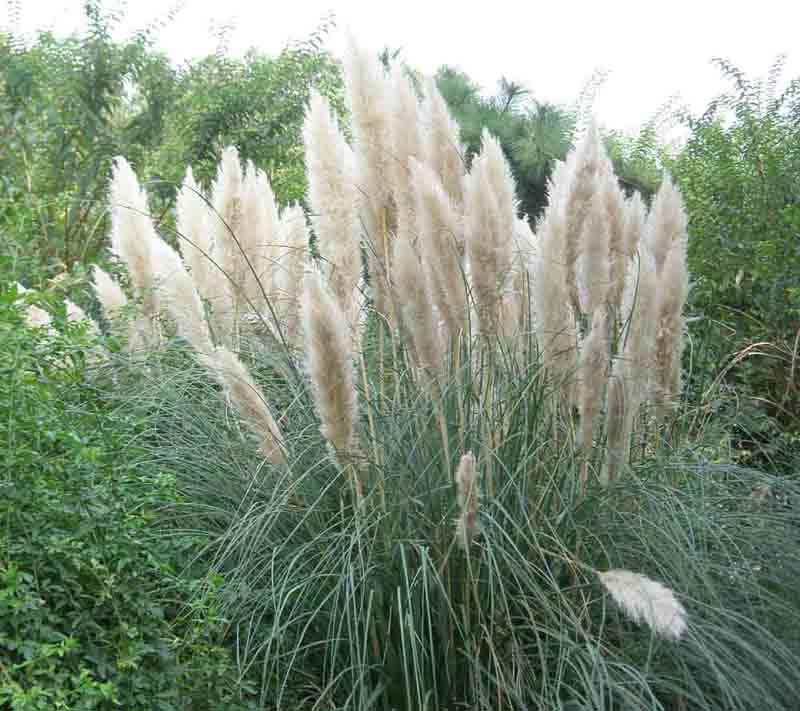  p>蒲苇属(学名:cortaderia stapf)是禾本科下一个属.