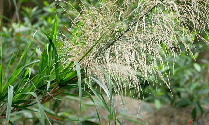 neyraudia reynaudiana