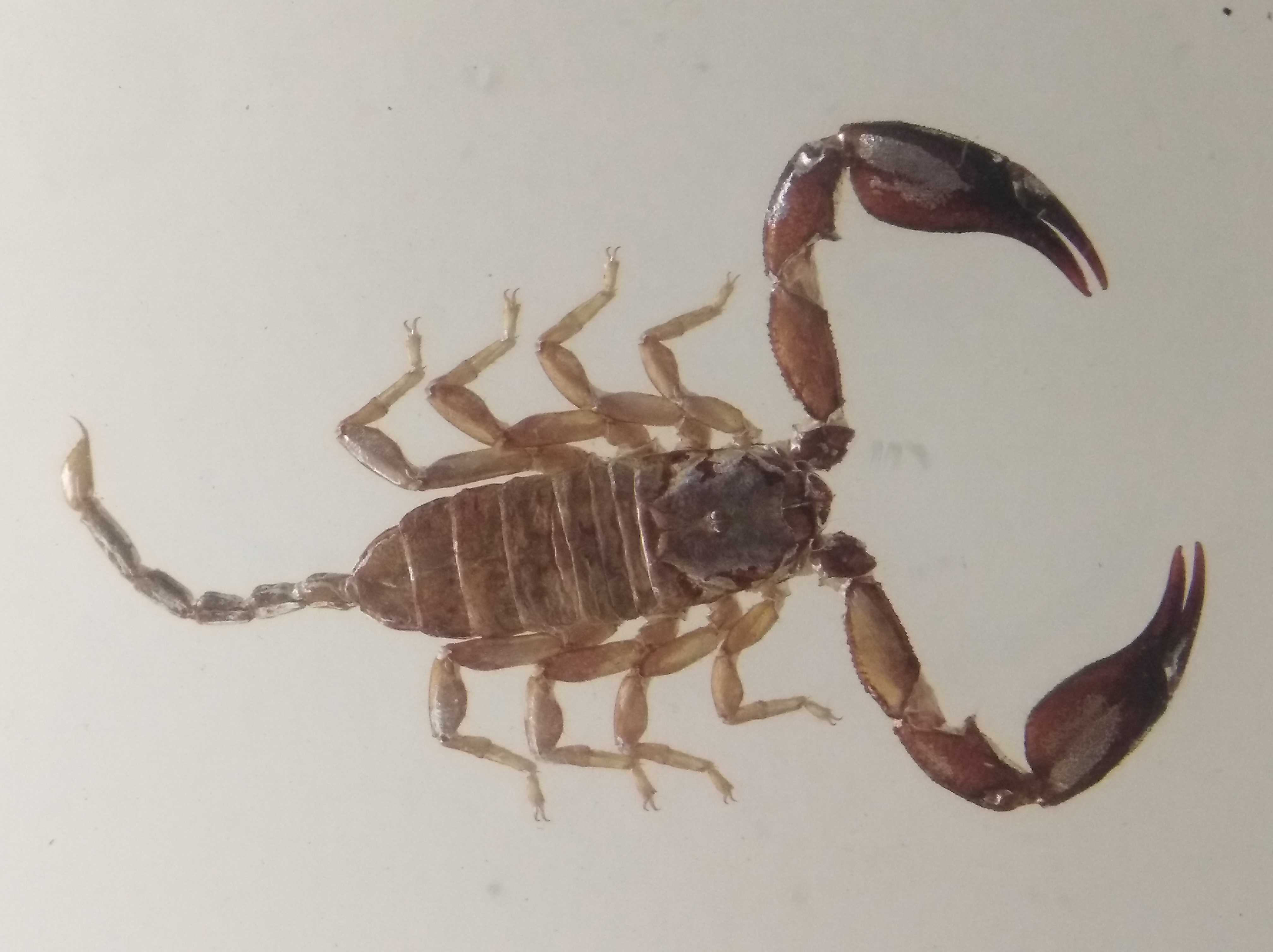  p>东亚钳蝎(buthus martensii),国内分布较多的蝎子是东亚钳蝎,通常