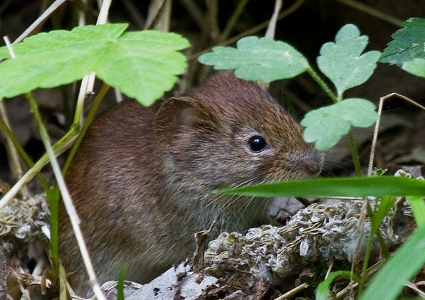  p>普通田鼠(学名:microtus arvalis)体长126~128mm,吻部短而钝,耳壳