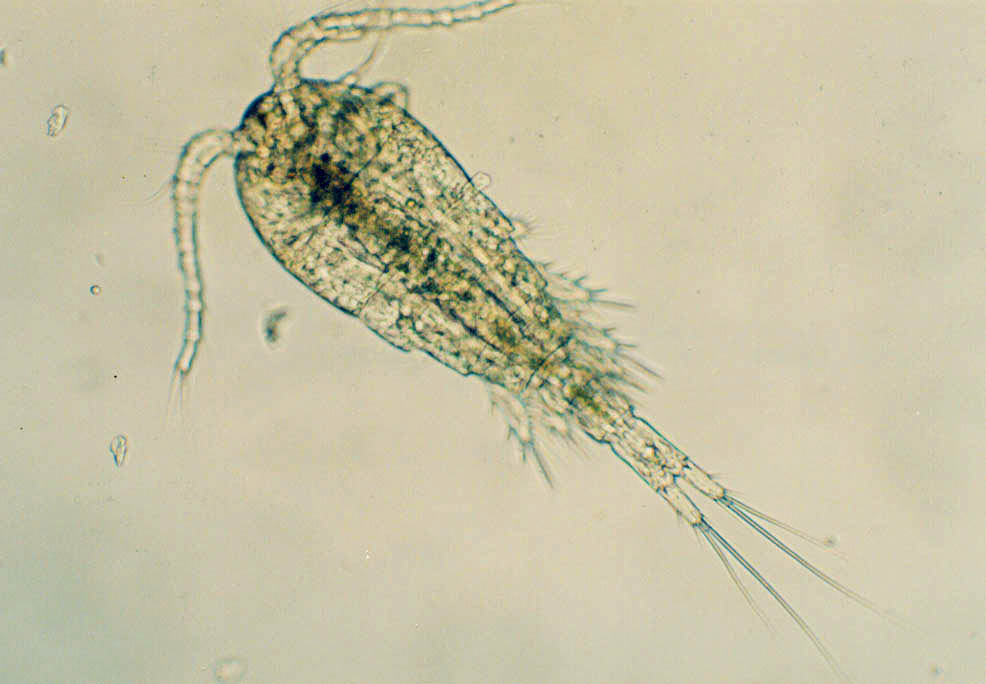  p>剑水蚤指的是剑水蚤属(cyclops)  a href="#" data-lemmaid="