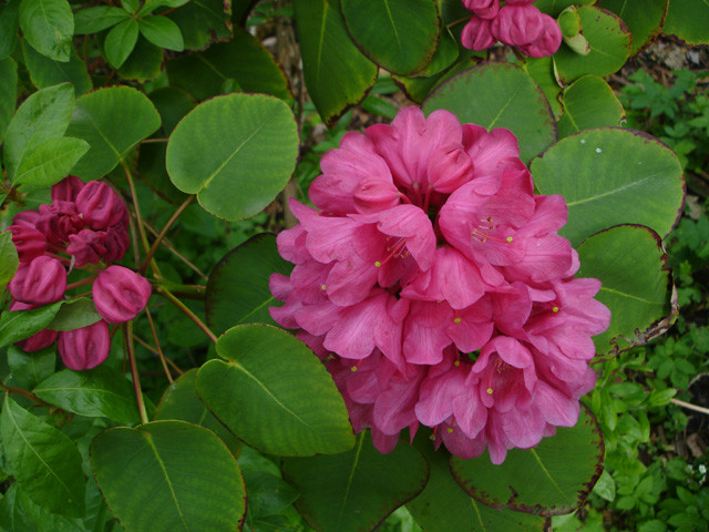  p>团叶杜鹃(学名: i>rhododendron orbiculare /i> decne.