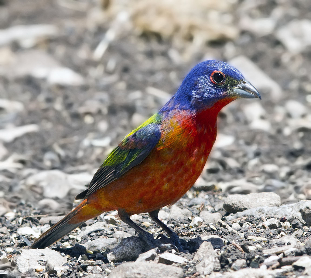  p>丽彩鹀是生活在北美的一种歌鸟, a href="#" data-lemmaid="28736"