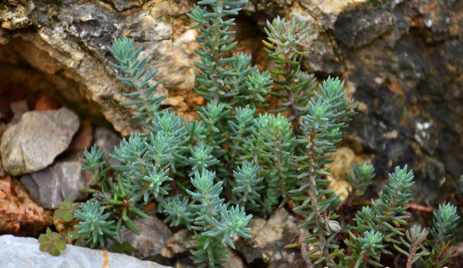  p>松塔景天(学名: i>sedum sediforme  /i>(jacq.