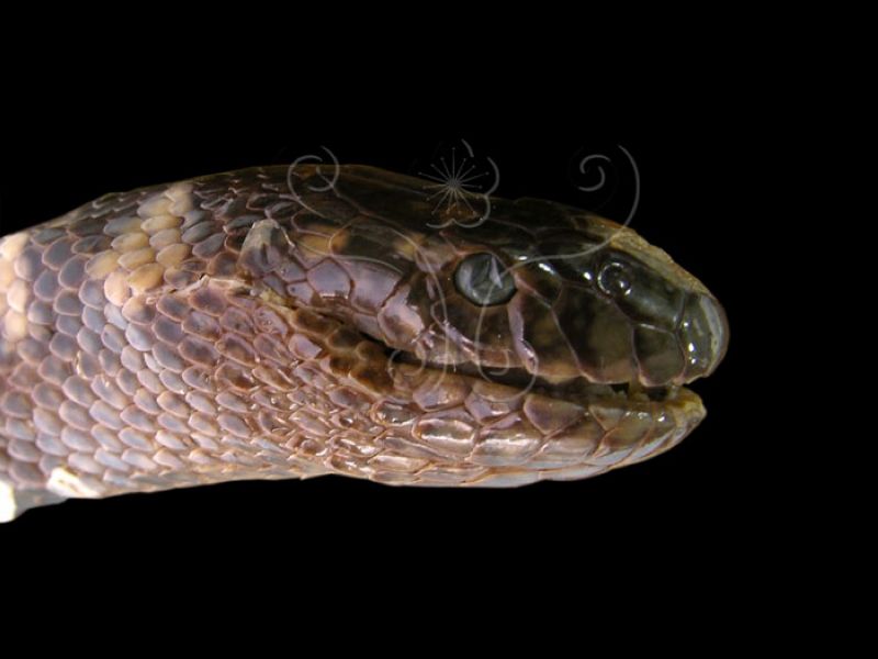  p>黑头海蛇(学名:hydrophis melanocephalus)眼镜蛇科海蛇属物种,头