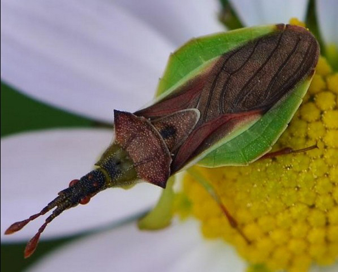  p>半翅目是 a target="_blank" href="/item/胸喙亚目/944904" data