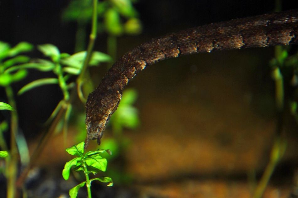  p>钓鱼蛇是黄颌蛇科的一种蛇,在中国被称作箭鼻水蛇.