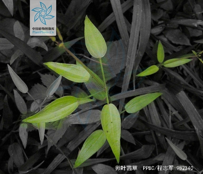 p>卵叶茜草(学名:rubia ovatifolia z. y.