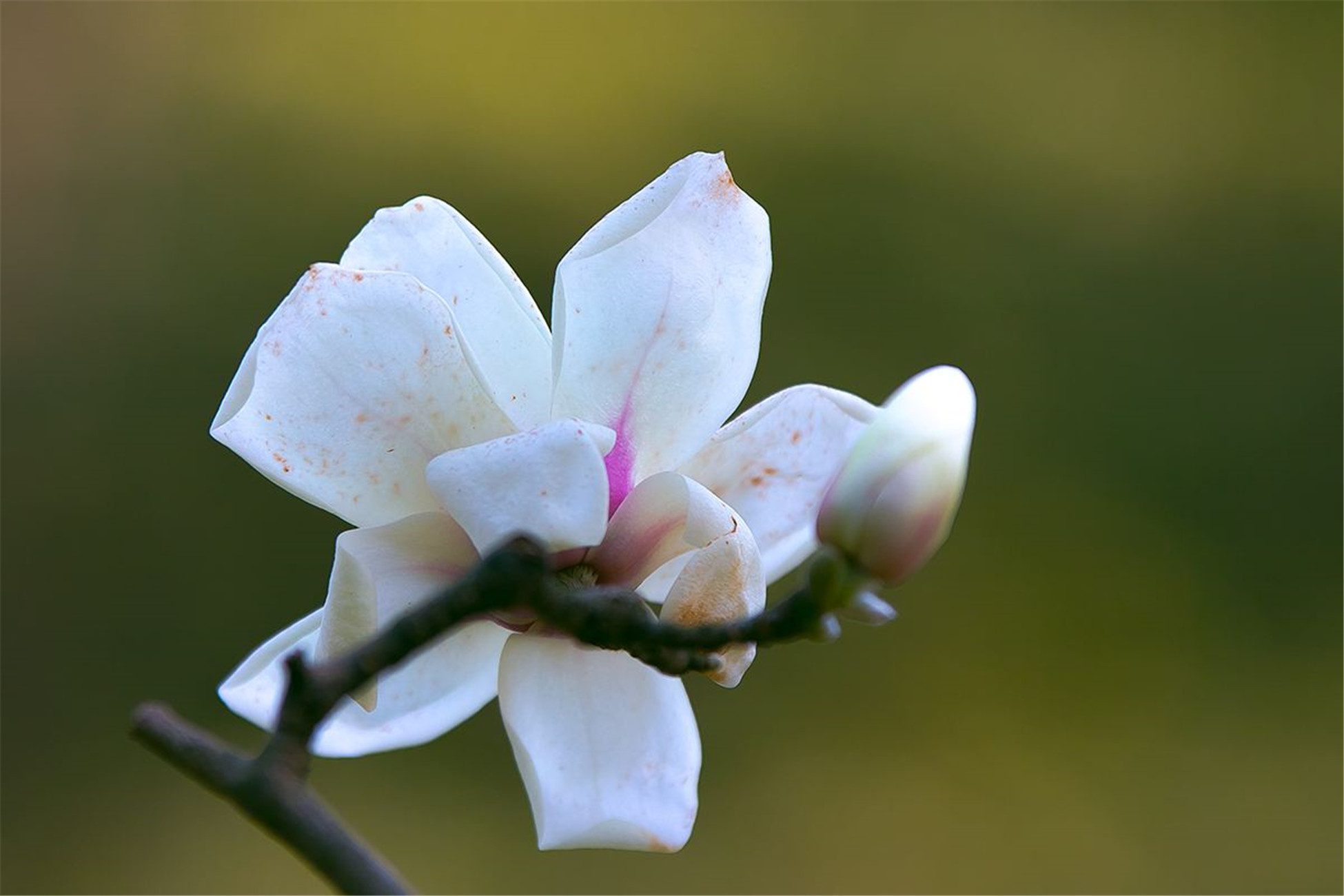 magnolia denudata