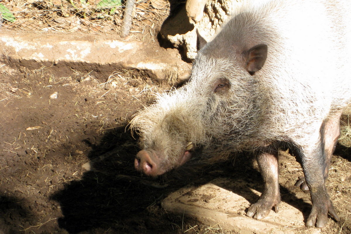 岛须猪(学名sus barbatus),又丑又馋又脏,浑身长满长毛,整天在泥里拱