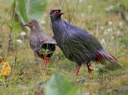  p>血雉(学名: i>ithaginis cruentus /i>)雉科血雉属鸟类,别名血鸡