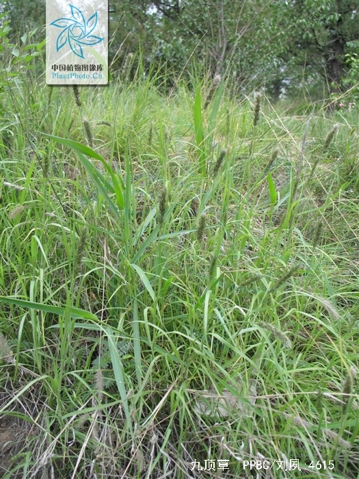 beauvois)是禾本科,九顶草属多年生密丛 a target="_blank" href="