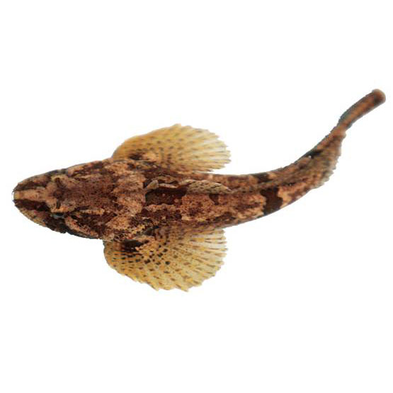  p>驼背鲈,chromileptes altivelis, a href="#">鮨科 /a>驼背鲈属.