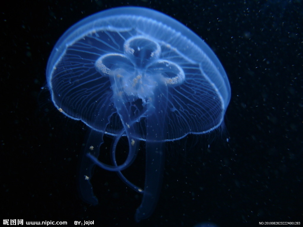 id="3031572">浮游生物 /a>,包括刺丝胞动物,钵水母纲,十字水母纲