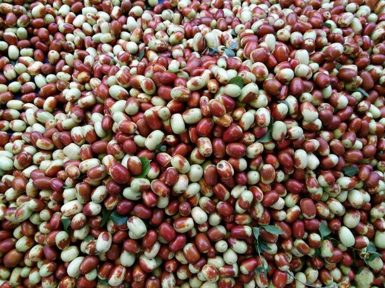 data-lemmaid="7261288">朝阳县 /a>特产,中国国家地理标志产品