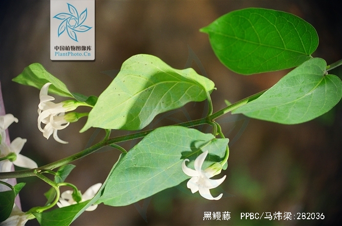  p>黑鳗藤(学名: i>stephanotis mucronata /i> (blanco) merr.
