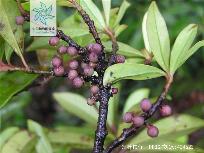  p>光叶铁仔(学名:myrsine stolonifera (koidz.