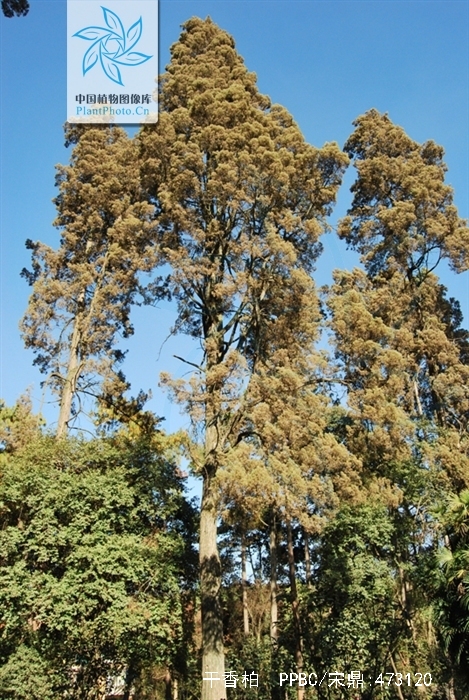  p>干香柏(学名: i>cupressus duclouxiana  /i>hickel)是柏科,柏木属