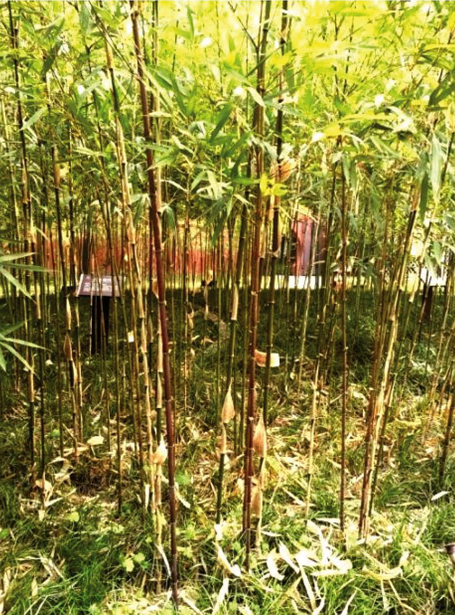 neopurpurea /i> ziyu)是禾本科,寒竹属刺黑竹的紫秆变异品种