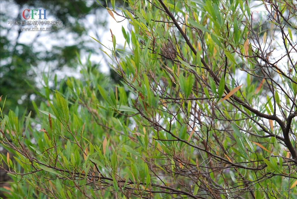  p> b>坡柳 /b>(学名: i>salix myrtillacea /i>),是 a>双子叶植物纲 