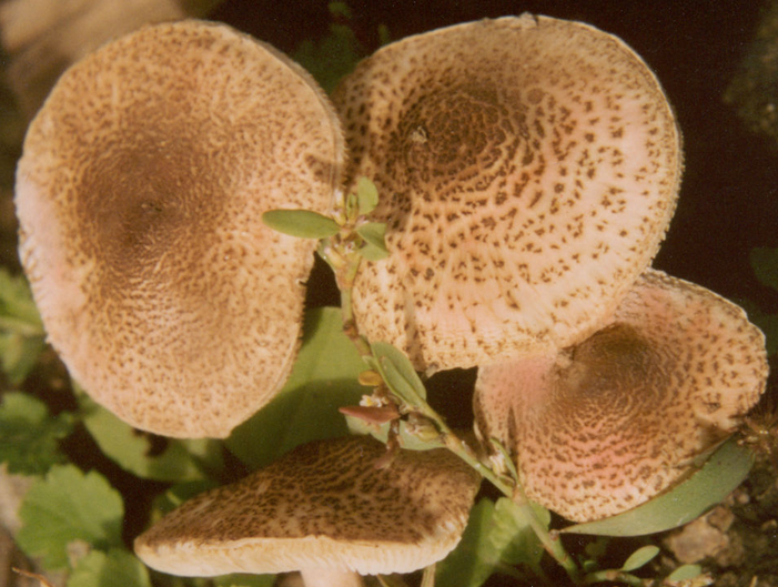  p>光柄菇科,伞菌目的1科.