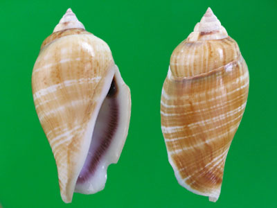  p>驼背凤凰螺(学名: i>gibberulus gibberulus gibbosus /i>):成贝长