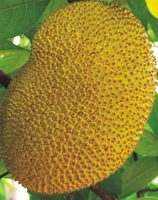  p>热带水果 (tropical fruit) 就是生长在 a target="_blank" href="