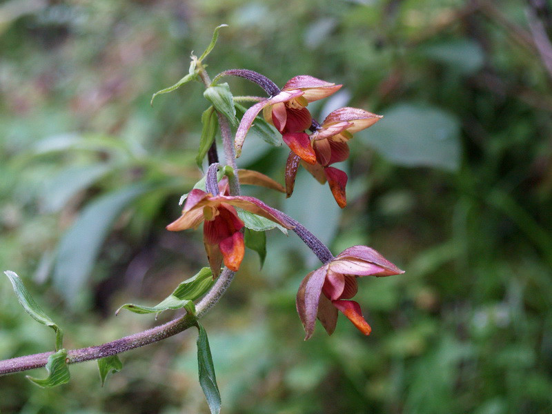  p>大叶火烧兰(学名: i>epipactis mairei /i>  schltr.
